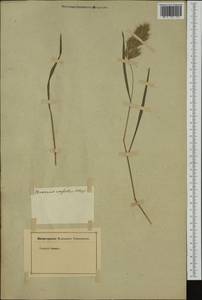 Bromus scoparius L., Western Europe (EUR) (Not classified)