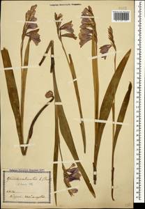 Gladiolus tenuis M.Bieb., Caucasus, Georgia (K4) (Georgia)