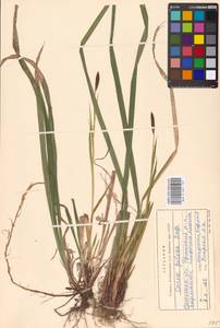 Carex pilosa Scop., Eastern Europe, Western region (E3) (Russia)