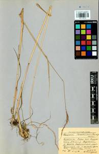 Elymus gmelinii (Trin.) Tzvelev, Siberia, Baikal & Transbaikal region (S4) (Russia)