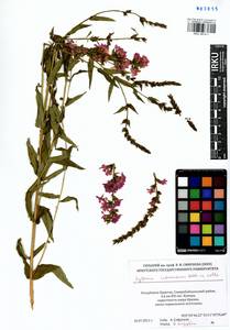 Lythrum intermedium Ledeb. ex Turcz., Siberia, Baikal & Transbaikal region (S4) (Russia)