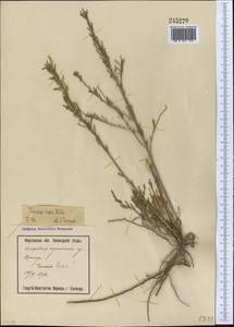 Tamarix laxa Willd., Middle Asia, Syr-Darian deserts & Kyzylkum (M7) (Uzbekistan)