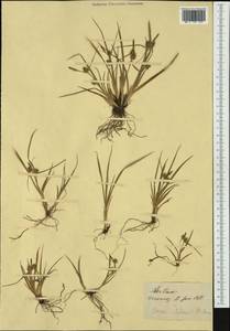 Carex oederi var. oederi, Western Europe (EUR) (Switzerland)