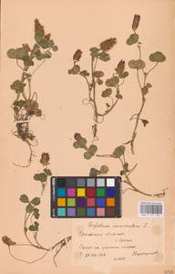 Trifolium incarnatum L., Eastern Europe, Belarus (E3a) (Belarus)
