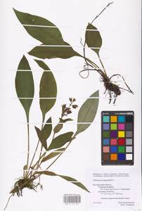 MHA 0 152 803, Pulmonaria angustifolia L., Eastern Europe, Central forest-and-steppe region (E6) (Russia)