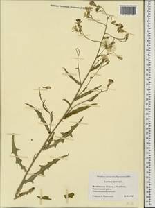 Lactuca tatarica (L.) C. A. Mey., Eastern Europe, Eastern region (E10) (Russia)