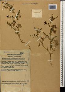 Astragalus guttatus Banks & Solander, Caucasus, Azerbaijan (K6) (Azerbaijan)