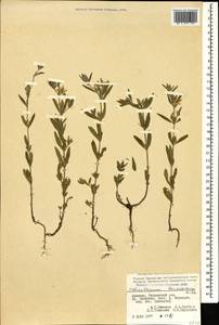 Helianthemum ledifolium subsp. lasiocarpum (Jacques & Herincq) Nyman, Caucasus, Armenia (K5) (Armenia)