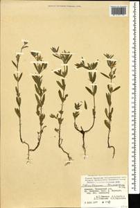 Helianthemum ledifolium subsp. lasiocarpum (Jacques & Hérincq) Nyman, Caucasus, Armenia (K5) (Armenia)