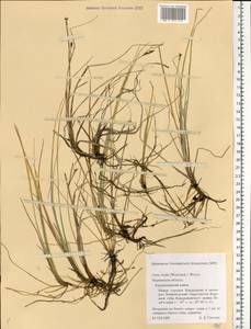 Carex livida (Wahlenb.) Willd., Eastern Europe, Northern region (E1) (Russia)