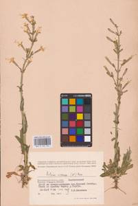 Silene viscosa (L.) Pers., Eastern Europe, Lower Volga region (E9) (Russia)