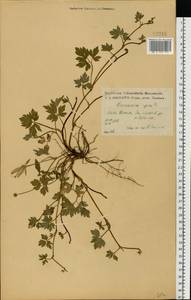 Ranunculus repens L., Eastern Europe, Central forest-and-steppe region (E6) (Russia)