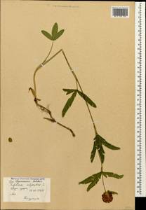 Trifolium alpestre L., Caucasus, Stavropol Krai, Karachay-Cherkessia & Kabardino-Balkaria (K1b) (Russia)