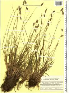 Alopecurus ponticus K.Koch, Caucasus, Stavropol Krai, Karachay-Cherkessia & Kabardino-Balkaria (K1b) (Russia)