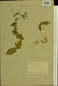 Stellaria aquatica (L.) Scop., Eastern Europe, Belarus (E3a) (Belarus)