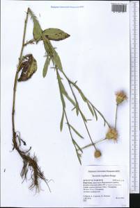 Klasea sogdiana (Bunge) L. Martins, Middle Asia, Northern & Central Tian Shan (M4) (Kyrgyzstan)