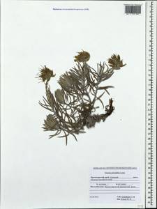 Onosma polyphylla Ledeb., Caucasus, Krasnodar Krai & Adygea (K1a) (Russia)