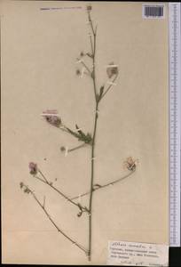 Althaea cannabina L., Middle Asia, Western Tian Shan & Karatau (M3) (Kyrgyzstan)