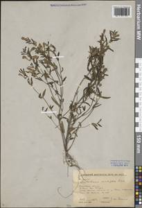 Scutellaria scordiifolia Fisch. ex Schrank, Siberia, Baikal & Transbaikal region (S4) (Russia)