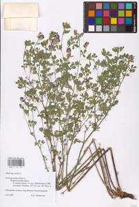 Medicago sativa L., Eastern Europe, Central forest-and-steppe region (E6) (Russia)