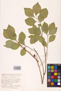 Euonymus europaeus L., Eastern Europe, Lower Volga region (E9) (Russia)