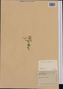 Cerastium alpinum L., Western Europe (EUR) (Slovenia)