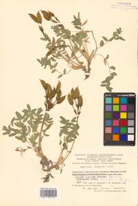 Oxytropis exserta Jurtzev, Siberia, Chukotka & Kamchatka (S7) (Russia)