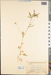 Viola tricolor L., Eastern Europe, Central forest-and-steppe region (E6) (Russia)