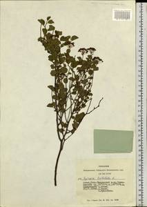 Spiraea trilobata L., Siberia, Altai & Sayany Mountains (S2) (Russia)