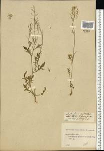 Rorippa sylvestris (L.) Besser, Eastern Europe, Central forest region (E5) (Russia)