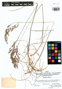 Festuca rubra L., Siberia, Baikal & Transbaikal region (S4) (Russia)