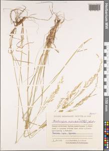 Deschampsia cespitosa subsp. cespitosa, Siberia, Yakutia (S5) (Russia)