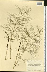 Equisetum sylvaticum L., Siberia, Russian Far East (S6) (Russia)