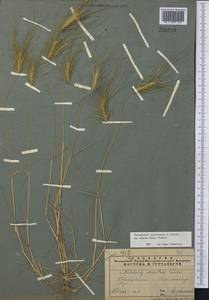 Taeniatherum caput-medusae (L.) Nevski, Middle Asia, Pamir & Pamiro-Alai (M2) (Tajikistan)