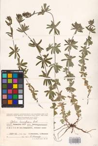 Galium humifusum M.Bieb., Eastern Europe, Lower Volga region (E9) (Russia)