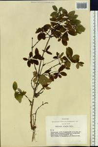 Lonicera caerulea subsp. altaica (Pall.) Gladkova, Siberia, Altai & Sayany Mountains (S2) (Russia)