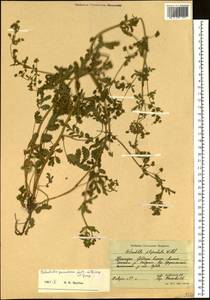 Potentilla supina subsp. paradoxa (Nutt. ex Torr. & A. Gray) Soják, Siberia, Russian Far East (S6) (Russia)