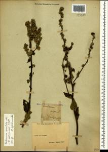 Verbascum chaixii subsp. orientale (M. Bieb.) Hayek, Crimea (KRYM) (Russia)