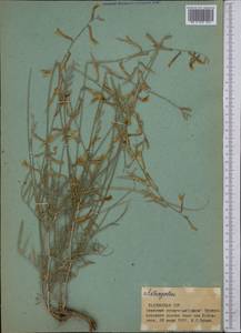 Astragalus, Middle Asia, Pamir & Pamiro-Alai (M2) (Tajikistan)