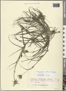 Tragopogon soltisiorum Mavrodiev, Eastern Europe, Lower Volga region (E9) (Russia)