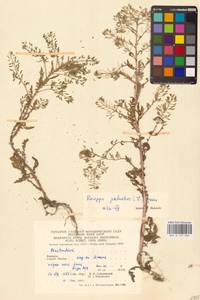 Rorippa palustris (L.) Besser, Eastern Europe, West Ukrainian region (E13) (Ukraine)