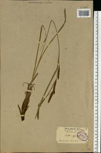 Carex acuta L., Eastern Europe, North-Western region (E2) (Russia)