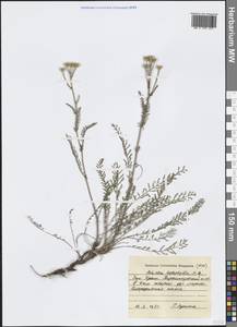 Achillea leptophylla M. Bieb., Crimea (KRYM) (Russia)