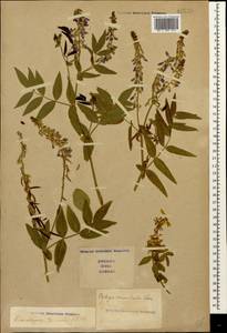 Galega orientalis Lam., Caucasus, Stavropol Krai, Karachay-Cherkessia & Kabardino-Balkaria (K1b) (Russia)