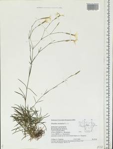 Dianthus arenarius, Eastern Europe, Central region (E4) (Russia)