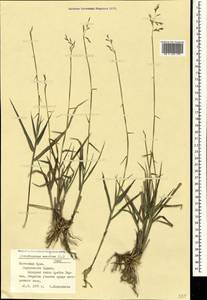 Cleistogenes serotina (L.) Keng, Crimea (KRYM) (Russia)