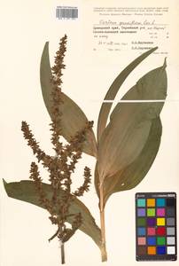 Veratrum grandiflorum (Maxim. ex Miq.) O.Loes., Siberia, Russian Far East (S6) (Russia)