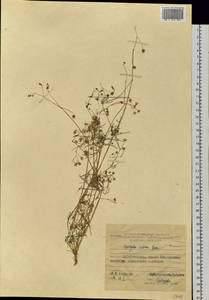 Spergula arvensis L., Siberia, Russian Far East (S6) (Russia)