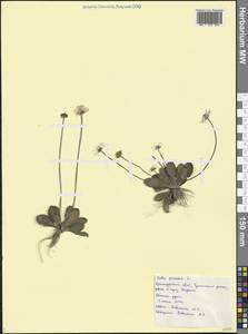 Bellis perennis L., Caucasus, Black Sea Shore (from Novorossiysk to Adler) (K3) (Russia)