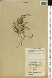 Asparagus officinalis L., Eastern Europe, Latvia (E2b) (Latvia)